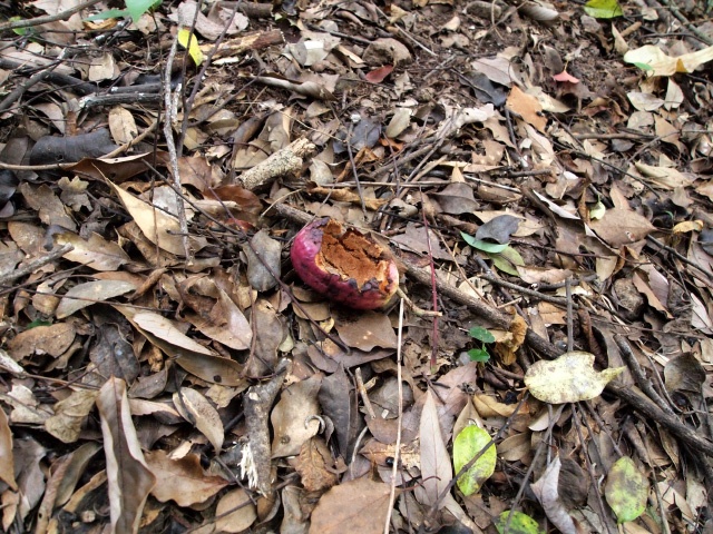 クリ抜かれたモノ！リスの気配！
