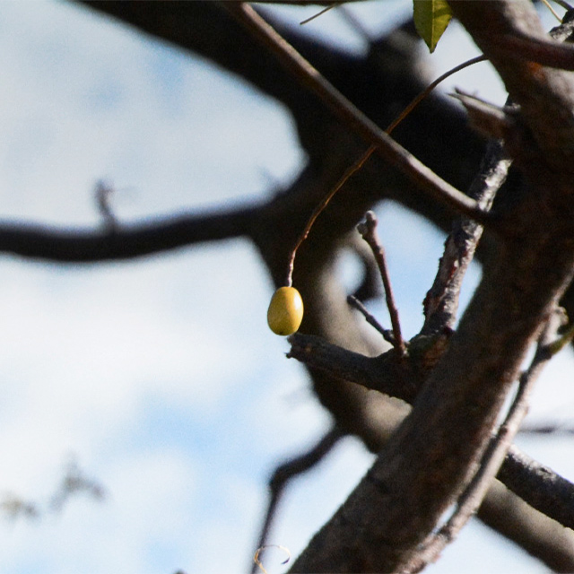 マメを重んじよ